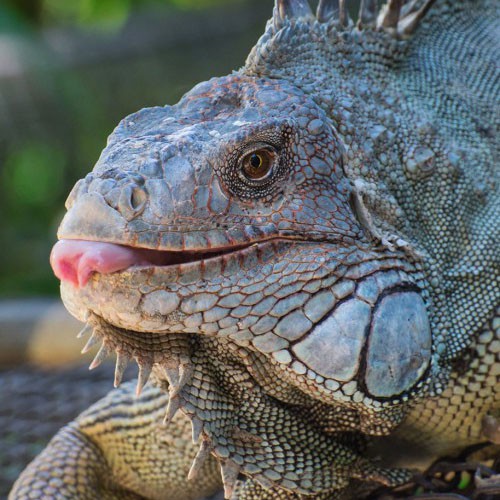 Foto de la ficha: Biologia